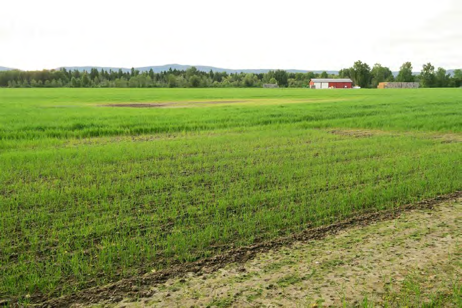 134 av 163 Kriterium Poeng 1. Addisjonalitet: Fulldyrket mark. Nyskaping av ulike typer våtmark vil gi høy 10 addisjonalitet. Kompensasjonseffekten vil bli stor.