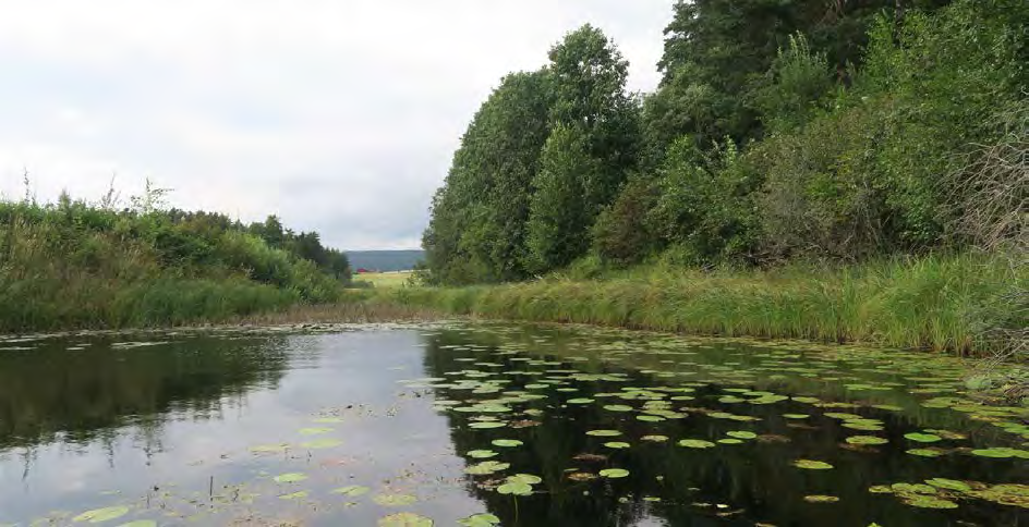 35 av 163 Figur 9. Evja nordøst i Synneren NR som vil bli berørt av tiltaket. 7 Kriterier for prioritering av kartleggingsareal før kartlegging 7.1 Likhet Ekvivalens på naturtype-nivå (DN-håndbok 13).