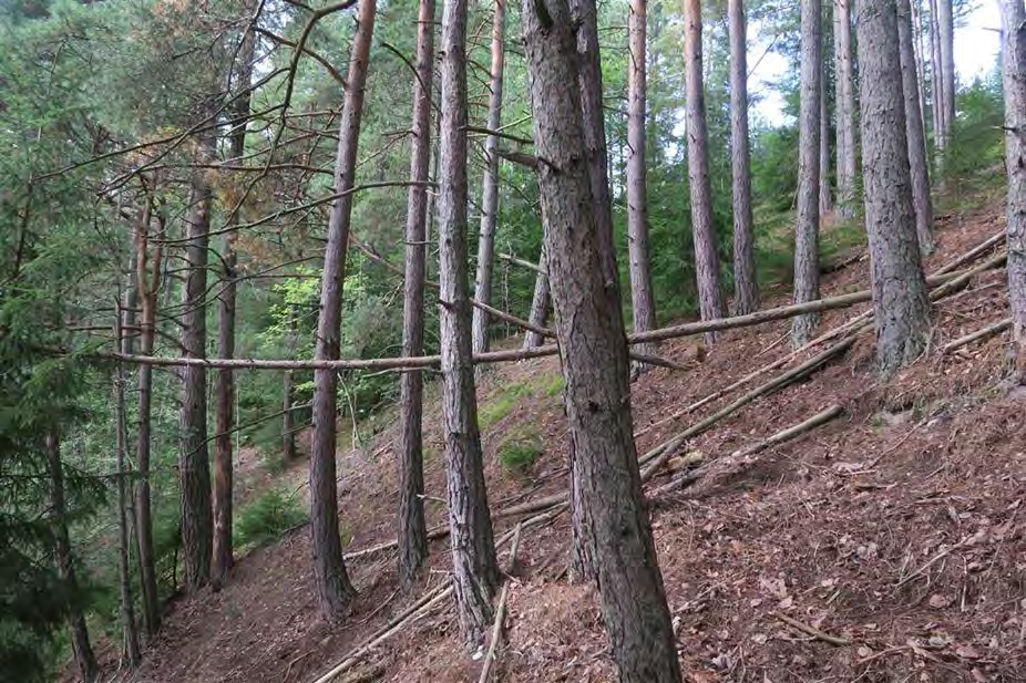 73 av 163 Viktigste naturverdier Viktig område for jordboende sopp, sandlevende insekter og skoglevende insekter.