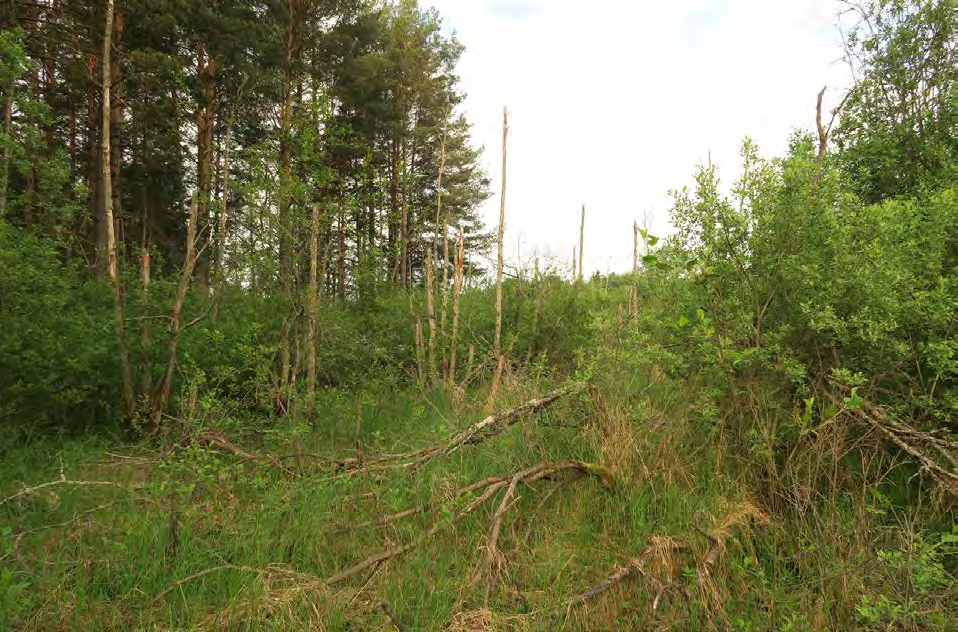 76 av 163 Naturbeskrivelse og hovedtrekk i naturforhold Viktigste naturverdier Området ligger hovedsakelig på en markert elveterrasse, og består av et gjenværende skogsområde i og utenfor Synneren NR.