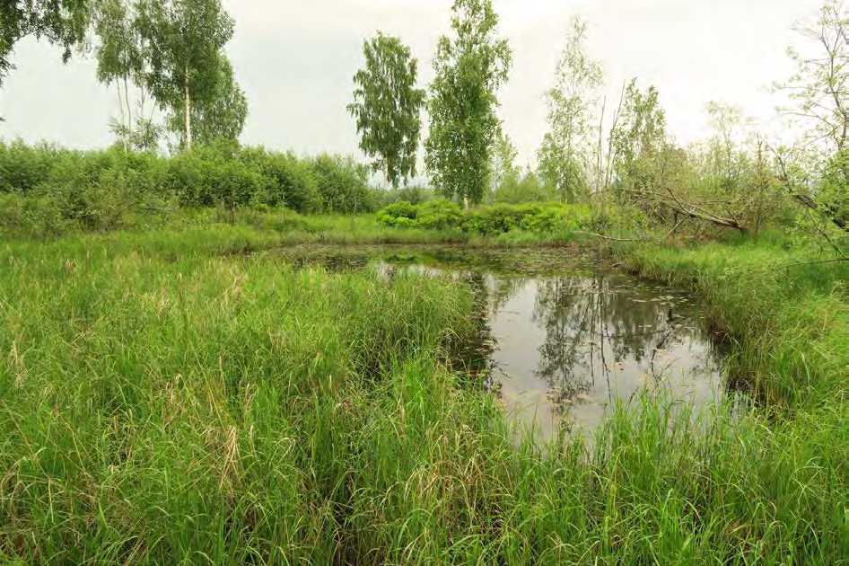 82 av 163 Kriterium Poeng 1. Addisjonalitet: LNF-område. Det aller meste av området ligger innenfor foreslått 0 vern Tyrifjorden våtmarksystem.