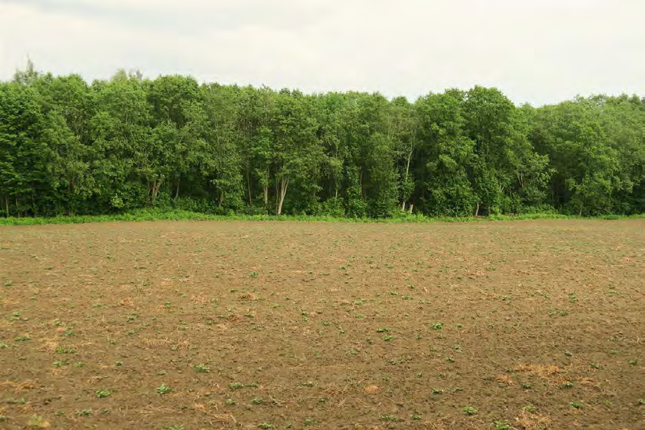 84 av 163 Naturbeskrivelse og hovedtrekk i naturforhold Lokaliteten består av en stor gjenværende rest med gråor-heggeskog på Storelvas elveslette samt en kantsone med vierflomskog ut mot Storelva.