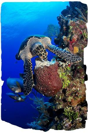 of the great numbers of sea turtles seen.