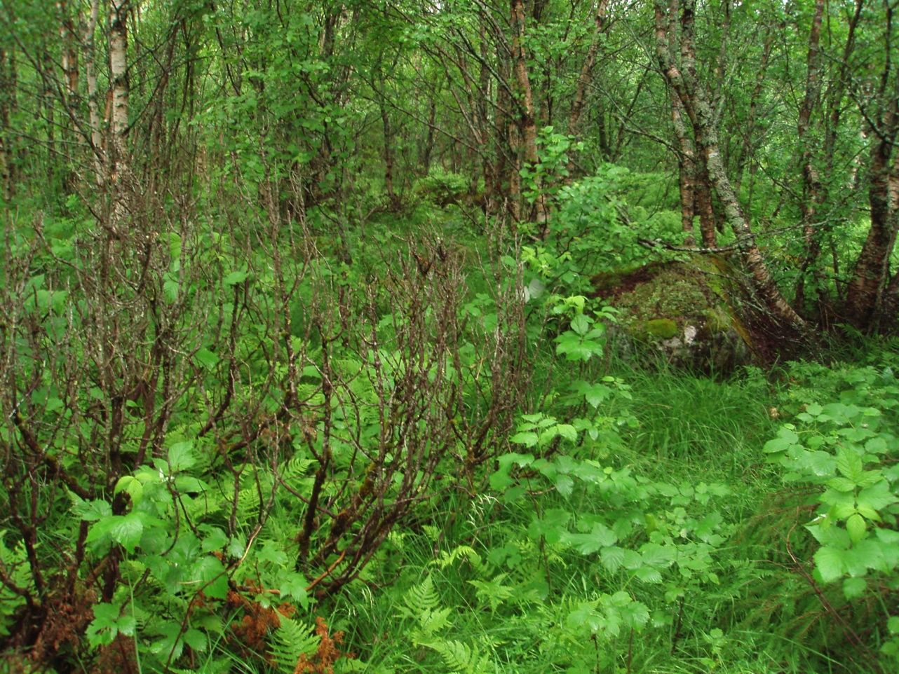 Figur 10. Tettvokst bjørkeskog med høgstaude- og gråor-heggeskogpreg. Fra område for plassering av kraftstasjon.