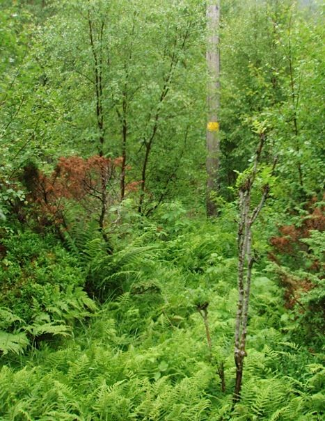 Her vokser krekling (Empetrum nigrum), blåbær (Vaccinium myrtillus), blokkebær (V. uliginosum), småmarimjelle (Melampyrum sylvaticum), stormarimjelle (M.