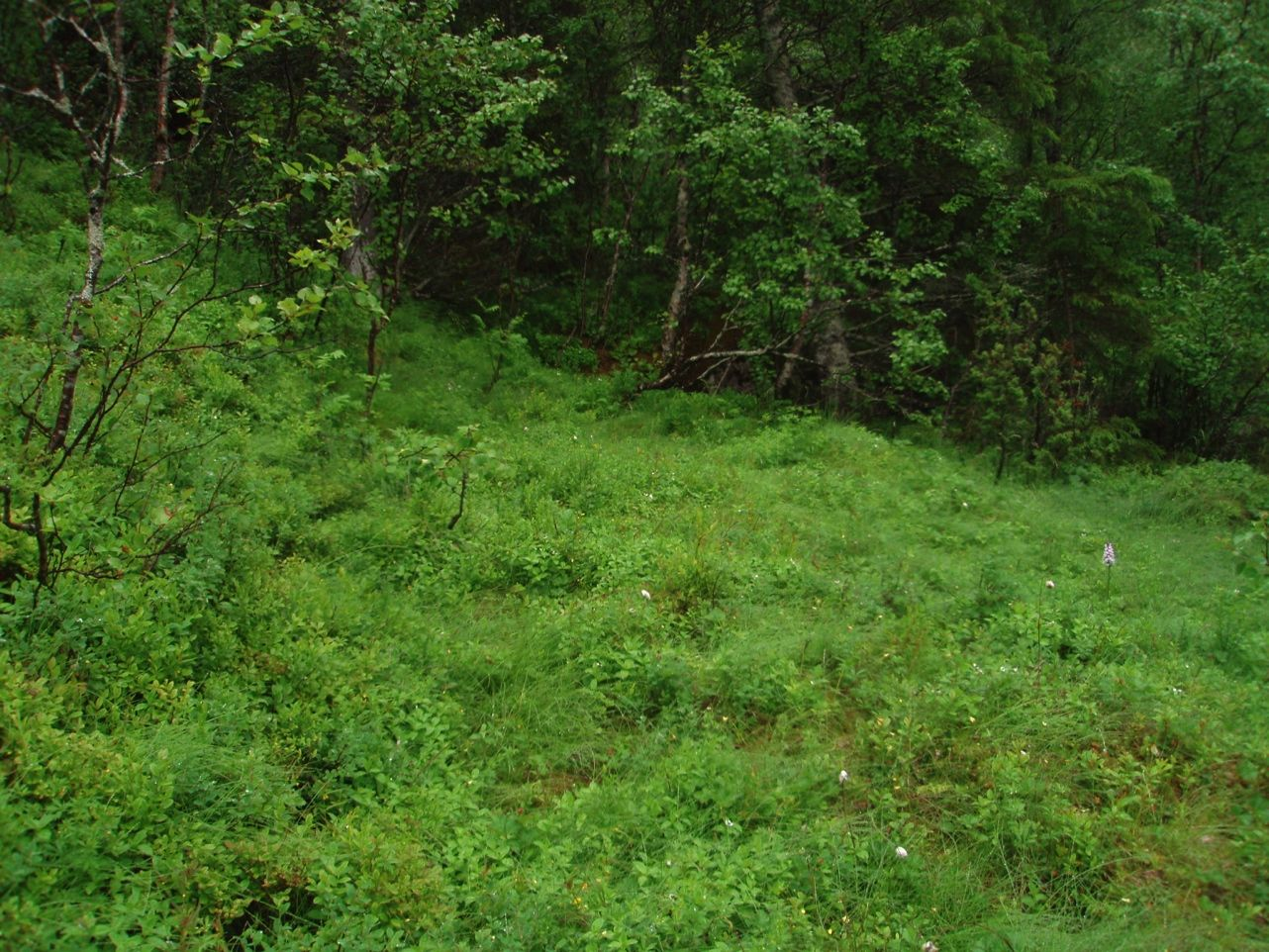 Figur 11. Blåbærskog i skråningen og myrpreget vegetasjon på flatene. Til høyre i bildet sees flekkmarihånd.