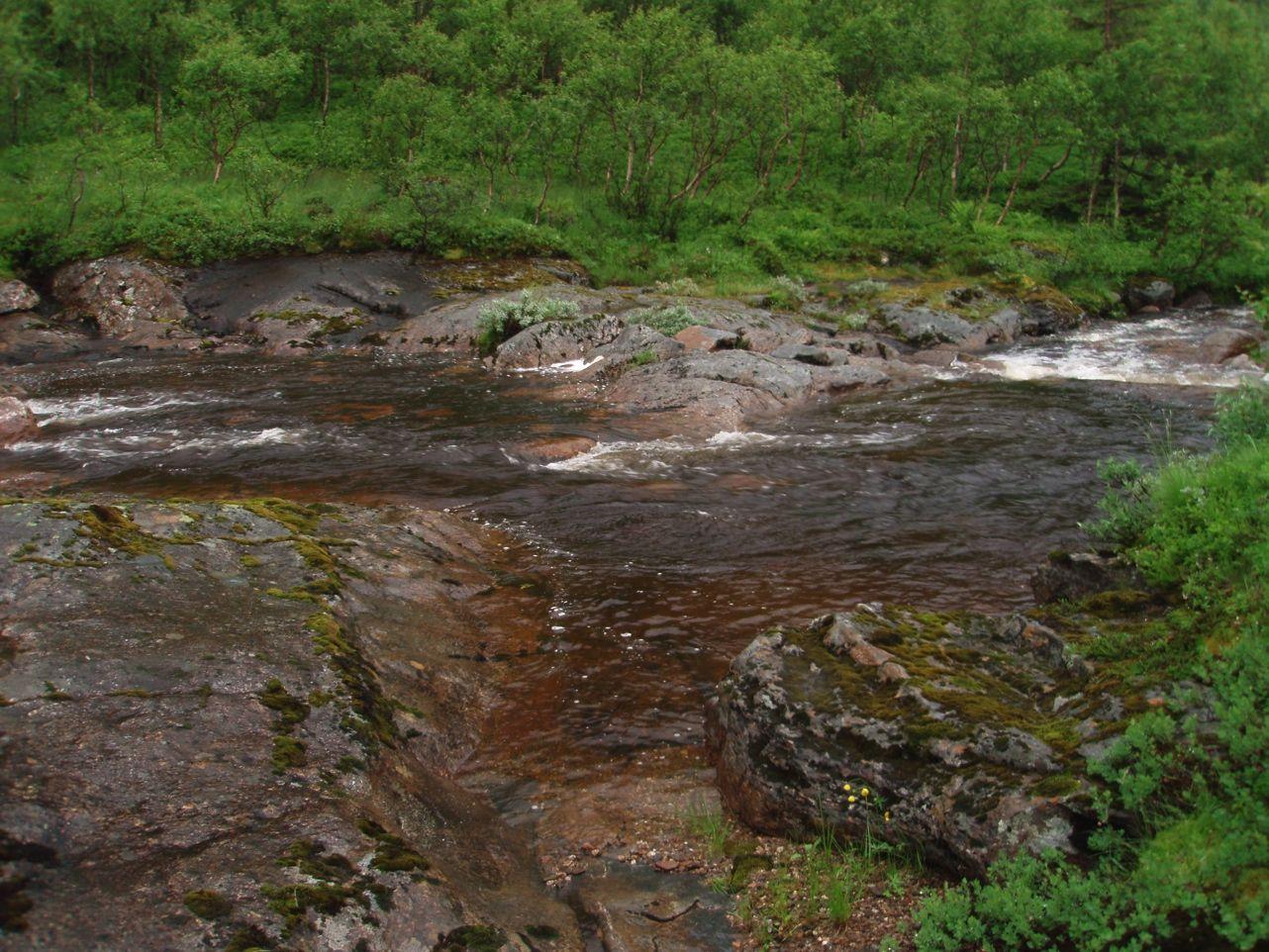 Figur 13. Midre parti av elveløpet der blåbærskog og myrkantvegetasjon går ned til elva. Foto: Bente Sved Skottvoll 6.4.