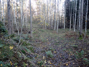 Figur 9: Åsryggene i området, slik som her hvor veien skal krysse Bjørkedalsheia, er skogen glissen og det er utsikt.