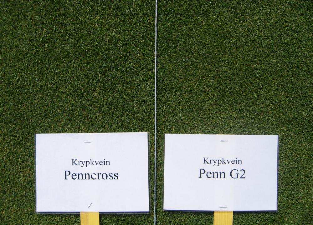 (USA) Penn A4 (USA) Penn G1 (USA) Penn G2 (USA) Penn G6 (USA) Penncross (USA) Providence (USA) SRX 1119 (USA) Sorter av brunven, vitgröe og krypkven, Apelsvoll 31.