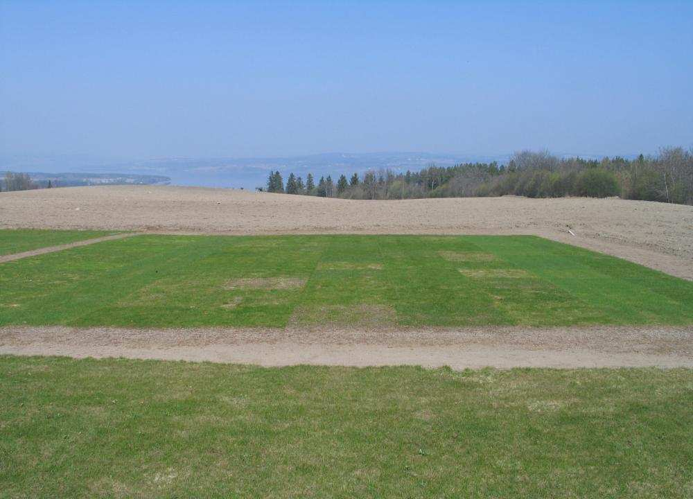 april 2007 Rødsvingelsorter ved vekststart 4.