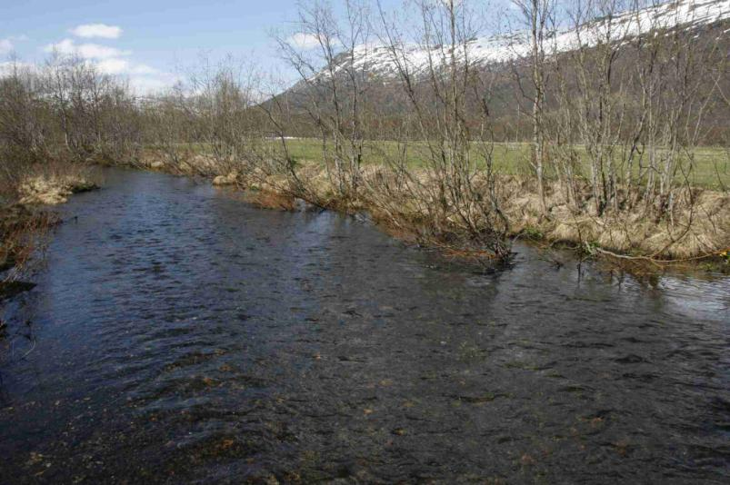 Bones Tilfører nye biotoper til kanaliserte elver, vassdragnære biotoper restaureres Rask kolonisering av bunndyr