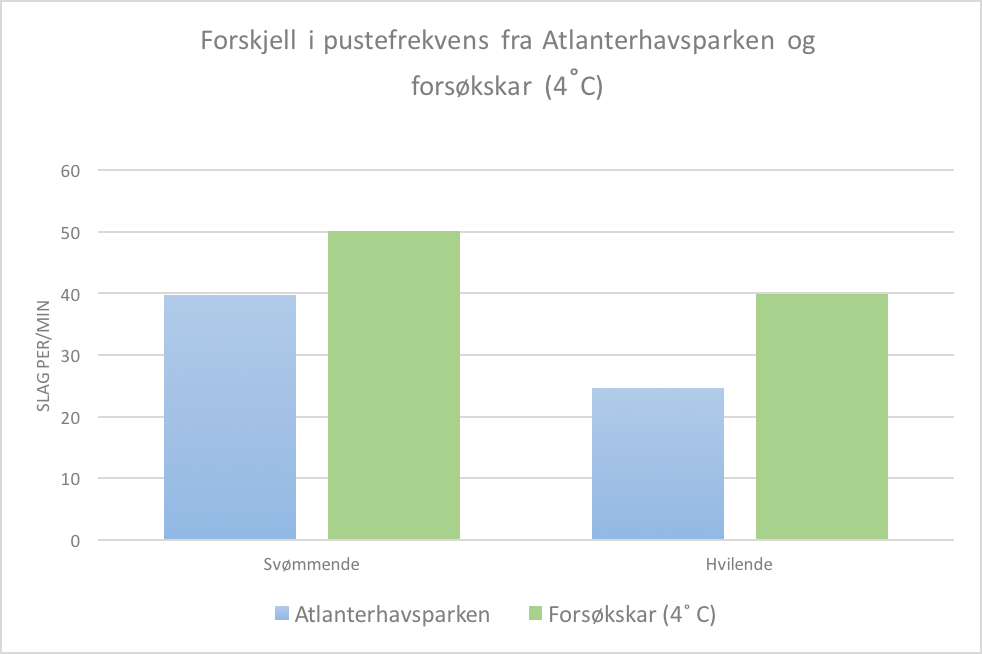 I kar 2 hadde også den svømmende fisken høyere pustefrekvens enn den hvilende (figur 5). Frekvensavstanden var større mellom svømmende og hvilende fisk enn i kar 1.