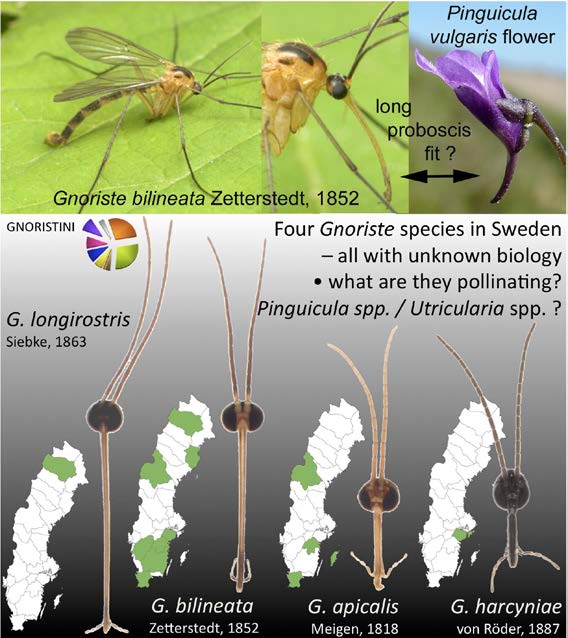 pollinerer etc. 2) Utrede slekten Gnoristes molekylærfylogeni og plassering i forhold til den artsrike slekten Boletina (som også trolig er pollinatorer).