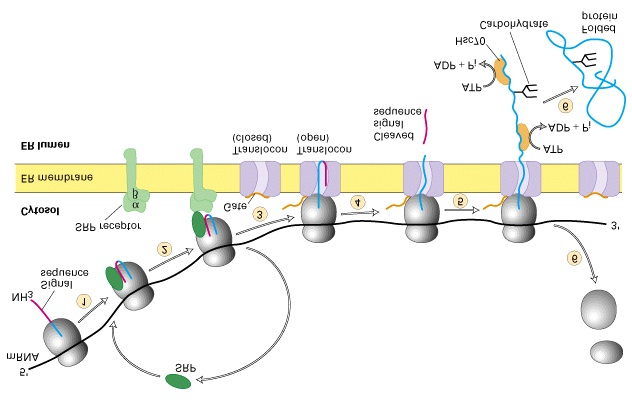 Transport av sekretoriske proteiner over ER-membranen (Del 17.4) (forts.