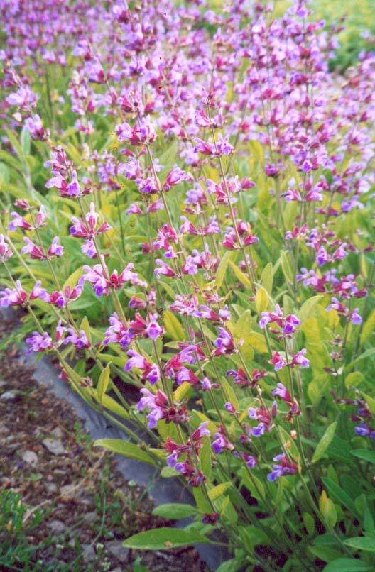 Kryddersalvie (Salvia officinalis), prøvedyrking 2000-2004 Gunhild Børtnes og Ruth Mordal, Planteforsk Apelsvoll forskingssenter, avd. Kise gunhild.bortnes@planteforsk.