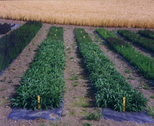 Bilde 2. Bilde viser senger med kryddersalvie på Planteforsk Kise 2002. Foto. G. Børtnes Oljeinnhald Eterisk olje vart destillert frå tørka bladprøvar.