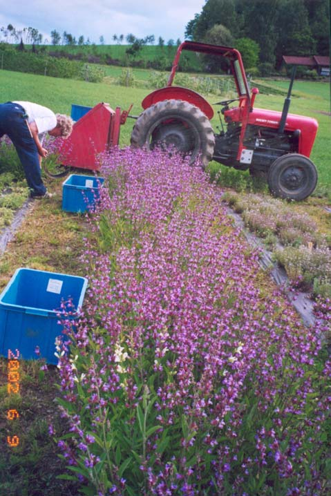 (Hyssopus officinalis),kryddertimian (Thymus vulgaris), kryddersalvie (Salvia officinalis).(salvia officinalis), sar (Satureja hortensis) og sitronmelisse (Melissa officinalis) i åra 1998 og 1999.