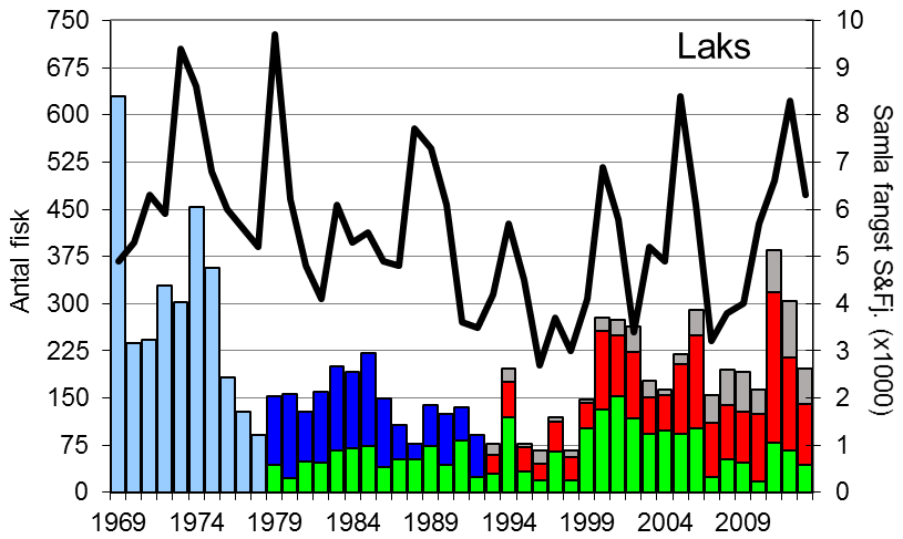 Fangstane i 2011 og 2012 (høvesvis 385 og 304 laks) er dei beste resultata sidan 1970-talet, medan fangsten i 2013, 197 laks, er eit middels resultat.