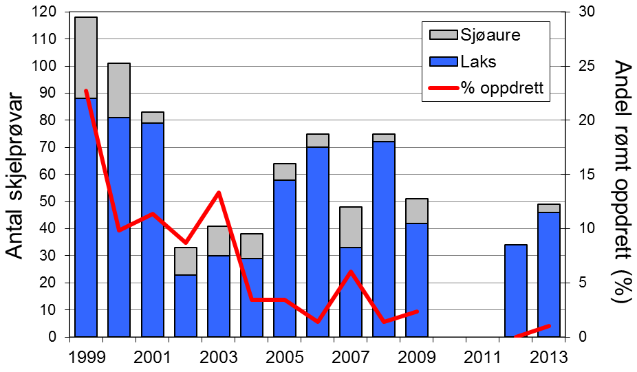 Fangstane av sjøaure avvik ein god del frå det generelle biletet. Dei siste fem åra har ein del laks og sjøaure vorte sett ut att i elva, i 2013 utgjorde dette høvesvis 30 og 16 % av total fangst.