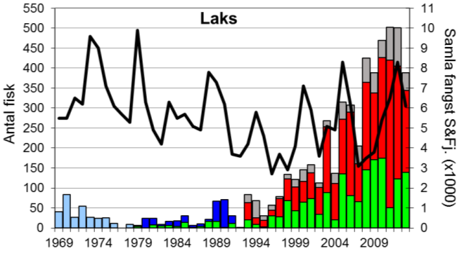 Fangstane dei 6 siste åra er dei klart største som er registrert i heile perioden, og fangsten i 2011 og 2012 (502 og 501 laks) er rekord.