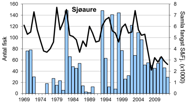 Dei siste åra har fangstane lege på ca. 50-60 per år, men i 2013 vart det berre fanga 29 sjøaure.