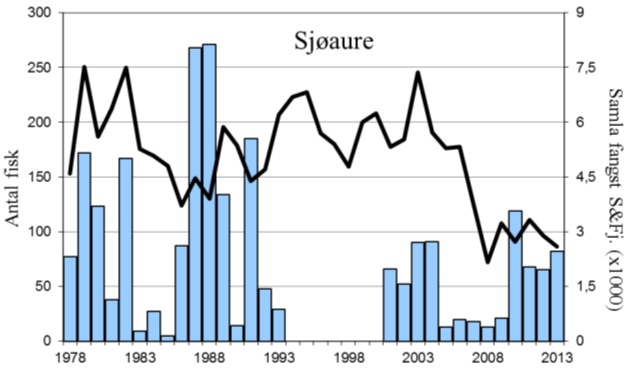 Sjøauren var freda i 1994-2000, i 2001 vart det opna for eit avgrensa fiske, og frå 2003 var det fritt fiske av sjøaure.