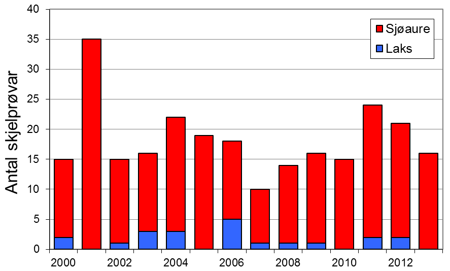 Etter to år med betre fangstar i 2011 og 2012, var fangsten i 2013 redusert til 130 sjøaure (snittvekt 1,3 kg), eit av dei svakaste resultata sidan 1990-talet.