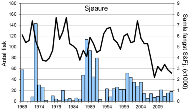 Laksefangstane i Vikja har i grove trekk variert nokolunde som i resten av fylket dei siste 10-15 åra, men med avvik enkelte år (figur 1, linje).