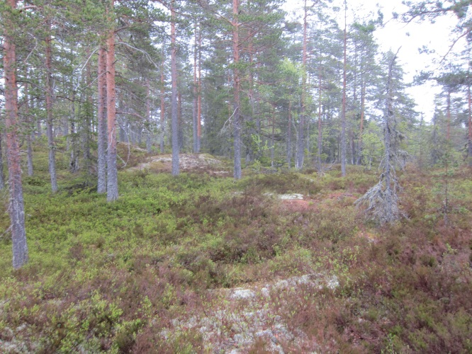 Myrene er fattige og gjerne dominert av torvmoser, flere av disse har også spor av grøfter.