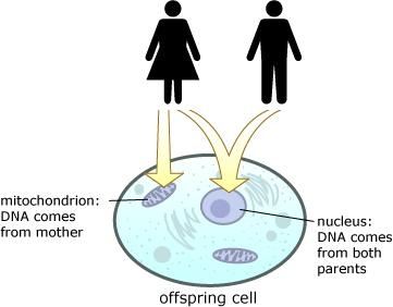 Vi arver 50% autosomalt DNA fra hver av våre foreldre. Mt-DNA Autosomal Y-DNA Kroppen inneholder billioner av celler. Mitokondriet: Inneholder DNA kun fra Mor. En celle inneholder Ca. 40-80.000 gener.