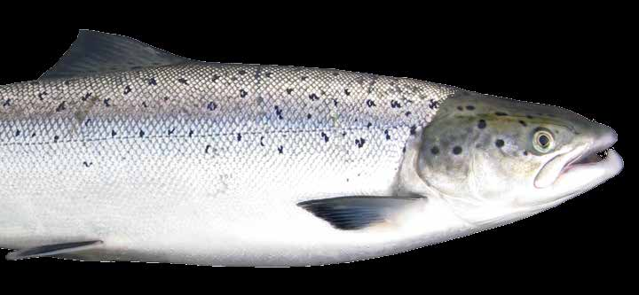 Kolarctic salmon