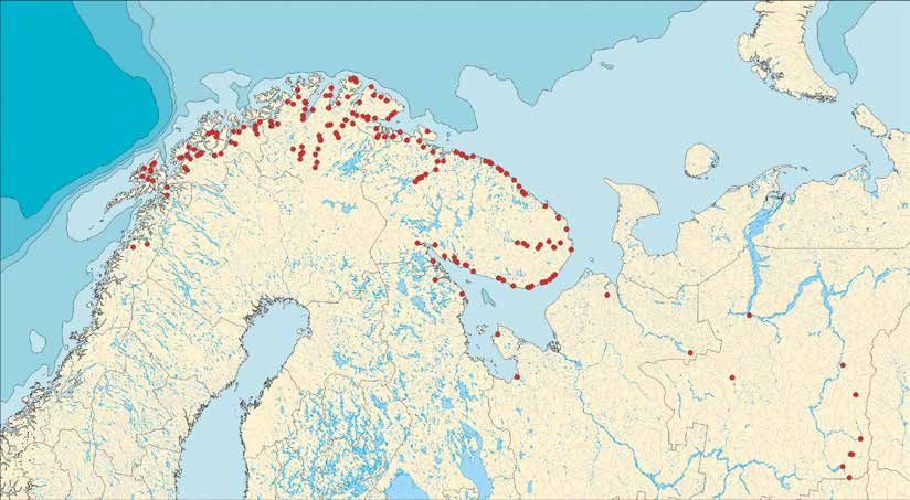 . Den store vandringen langs kysten Tanalaks Hjemelver og vandringsmønster til laks i Barentsregionen Vandringsmønsteret til utvalgte laksebestander For å bestemme hjemelven for en laks fanget i