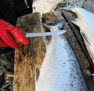 De offisielle fisketidene i Nordland og Troms fylker er begrenset til mellom seks og åtte dager i juli måned.