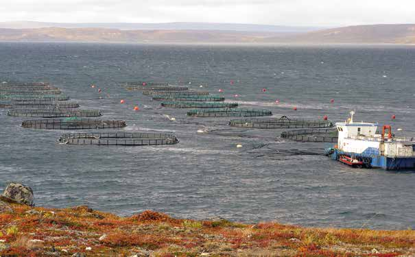 Kolarctic salmon-prosjektet anslo andelen rømt oppdrettslaks i sjølaksefangstene i Nord-Norge.