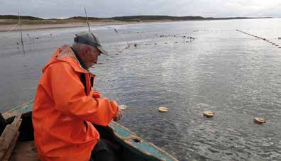 En ny topp i fisket og fangstene sees sent på 197- og tidlig 19-tallet, da i form av et intensivt drivgarnsfiske i sjøen. Fangstene i Finnmark alene i de beste årene var på nærmere 5 tonn i året.