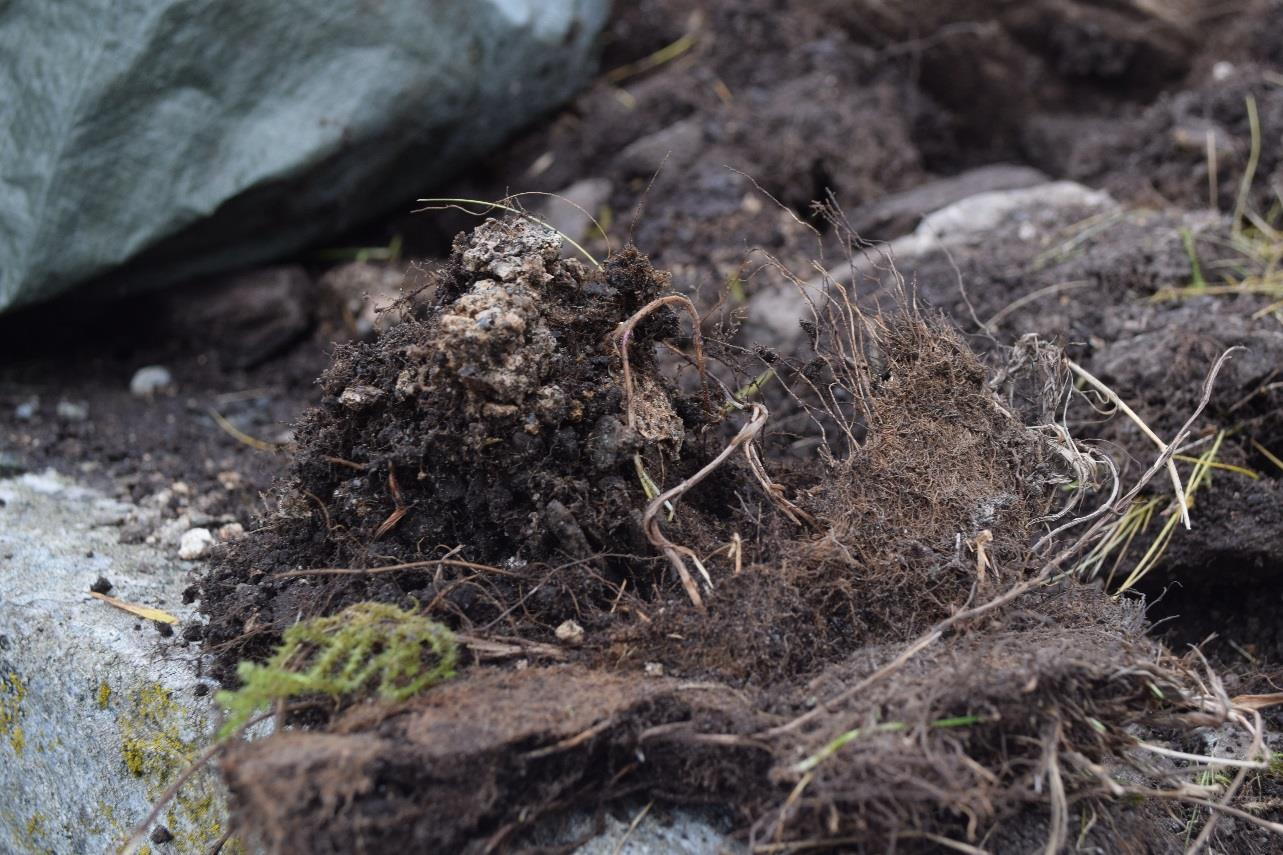 Figur 15: Gresset som hadde vokst rett på kalken i murkjernen. Rotsystemet hadde smuldret opp noe av mørtelen. På de seksjonene av murene som var preget av kollaps (bl.a. den vestre veggen, det nordvestre hjørnet, det sørvestlige hjørnet, ytrevangen av nordveggen og østveggen) hadde torvlaget i murkjernen vokst sammen med torven fra bakken.