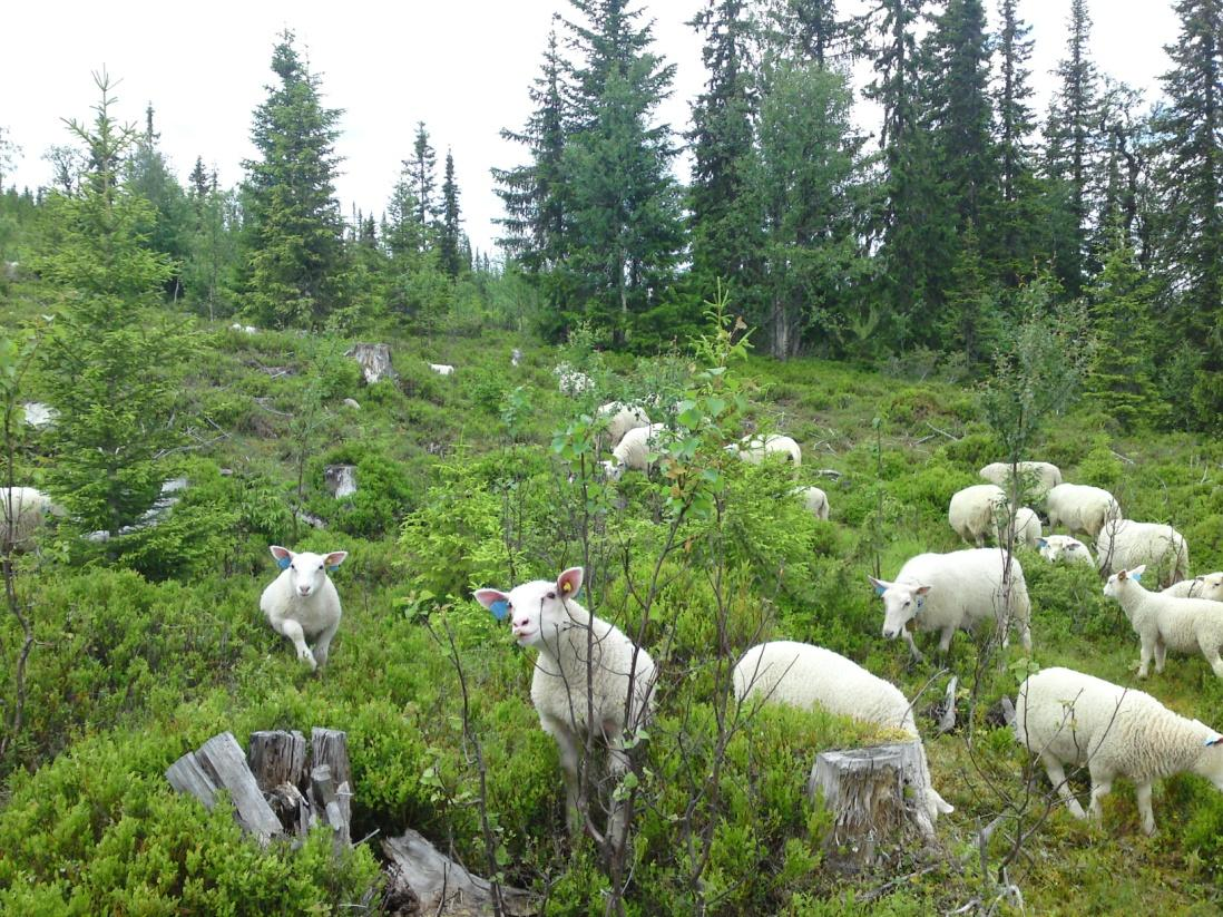 2. Innledning Våren 2008 ble et område på ca. 22 km 2 i Flendalen, Trysil kommune, inngjerdet med rovdyravvisende gjerde. I 2008 ble det sluppet seks besetninger, 335 søyer med lam, innenfor gjerdet.