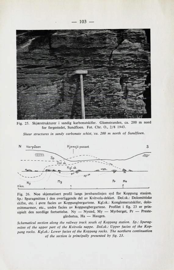 103 Fig. 25. Skjærstrukturer i sandig karbonatskifer. Glomstranden, ca. 200 m nord for fergestedet, Sundfloen. Fot. Chr. 0., 2/8 1943. Shear structures in sandy carbonate schist, ca.