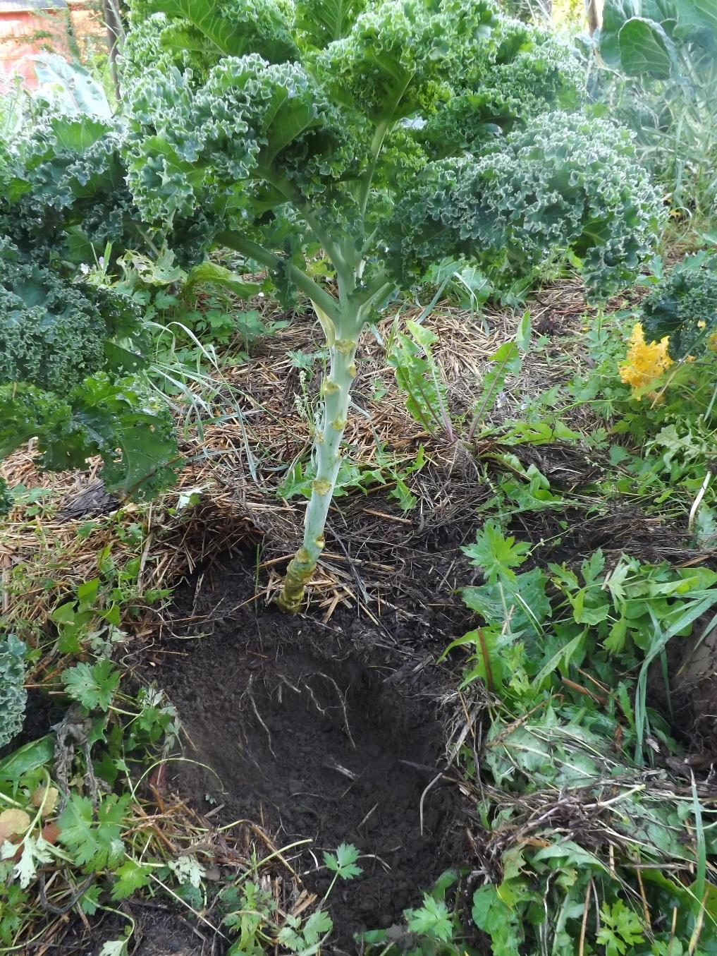 Flerkulturelt plantesamfunn Spalteåpninger pr. cm2 bladunderflate varierer fra planteart til planteart.