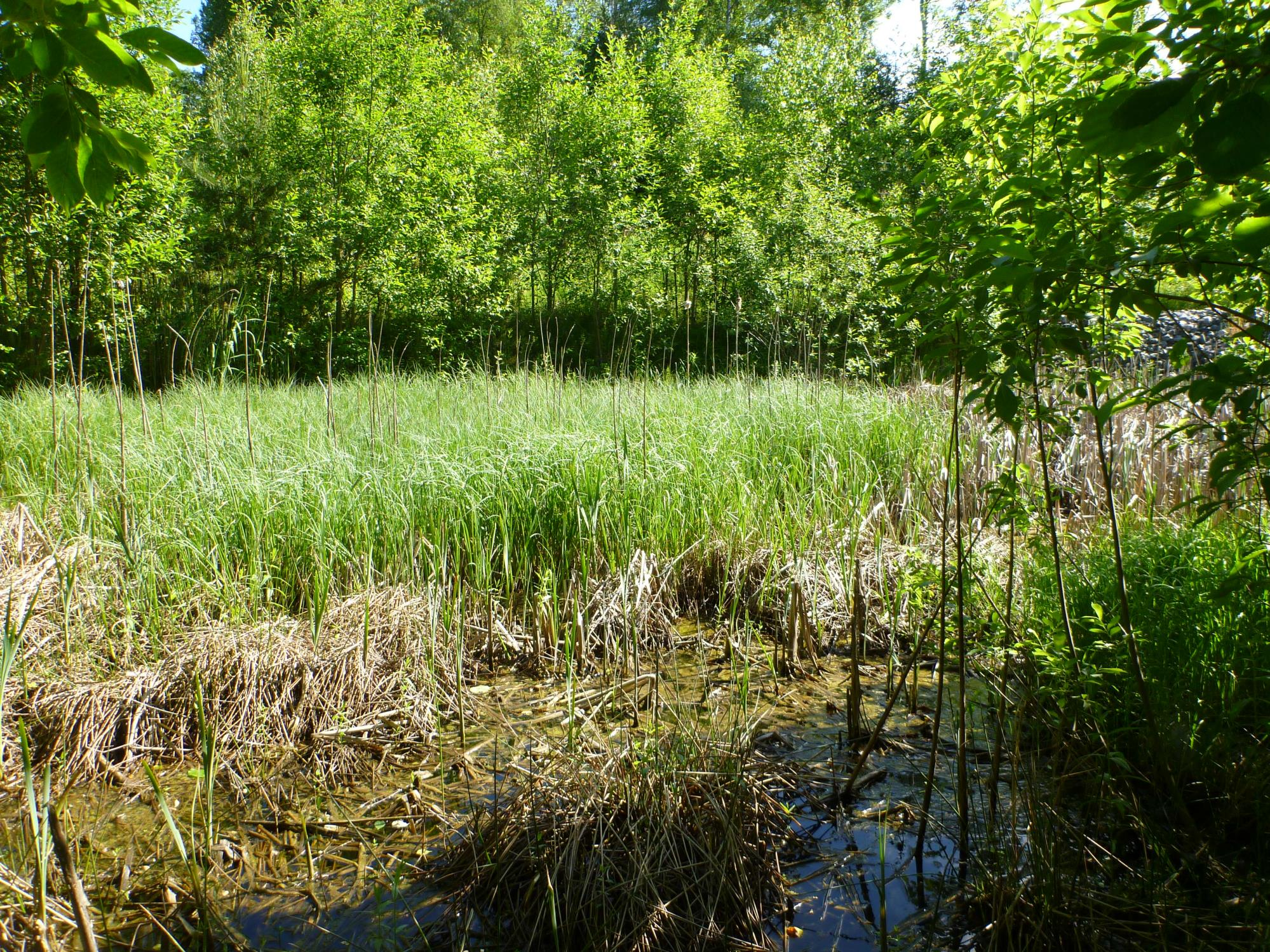 Renseløsninger Konstruert våtmark Foto: COWI (2013) Prosess: Filtrasjon/sedimentasjon/biologisk opptak Variabel renseeffekt (biologiske