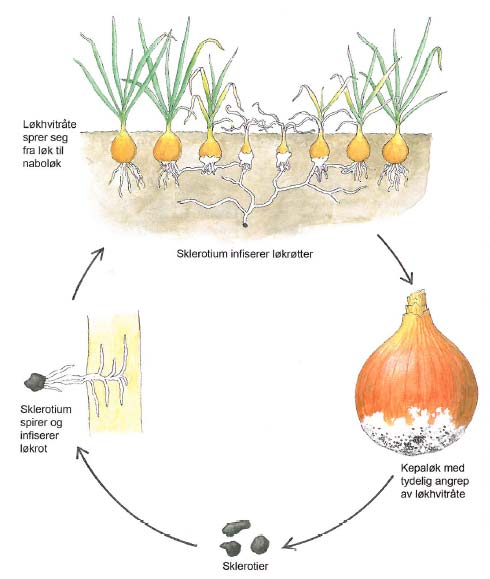 Løkhvitråte Sclerotium cepivorum Påvist i alle løkdistrikter i Norge.