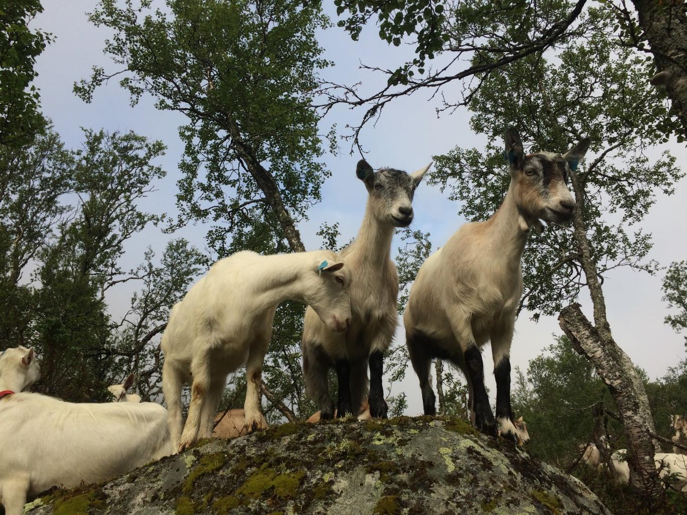 Smittevern / rutiner ved livdyrsalg Hege Gonsholt