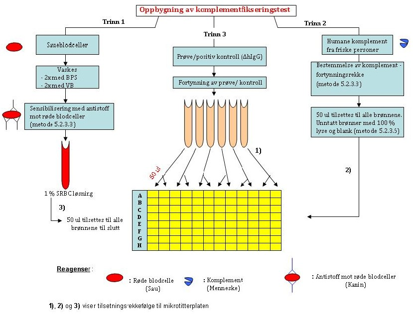 Resultater og diskusjon Trinn 1: Saueblodceller Vasking av saueblodceller (metode 5.2.3.3 del A). Sensibilisering av SRBC med amboceptor (Kanin antistoff mot røde blodceller fra sau). Se metode 5.2.3.3 B.