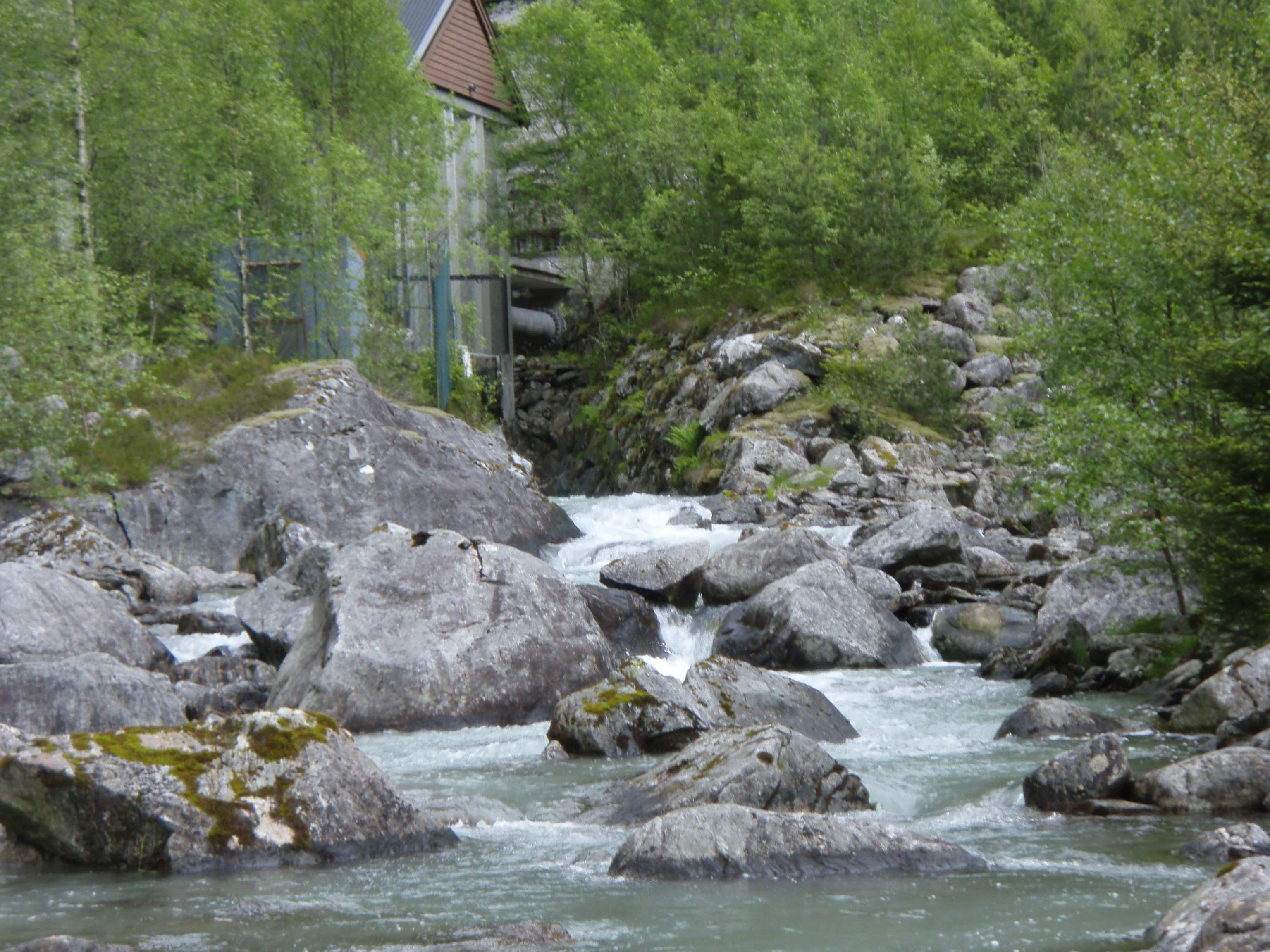 Noen av fiskene hadde trolig vært død i en dag eller flere dager i forkant av denne turen (stive og matte i pigmenteringen), mens andre bar preg av å ha dødd nylig (normal pigmentering og ikke stive).