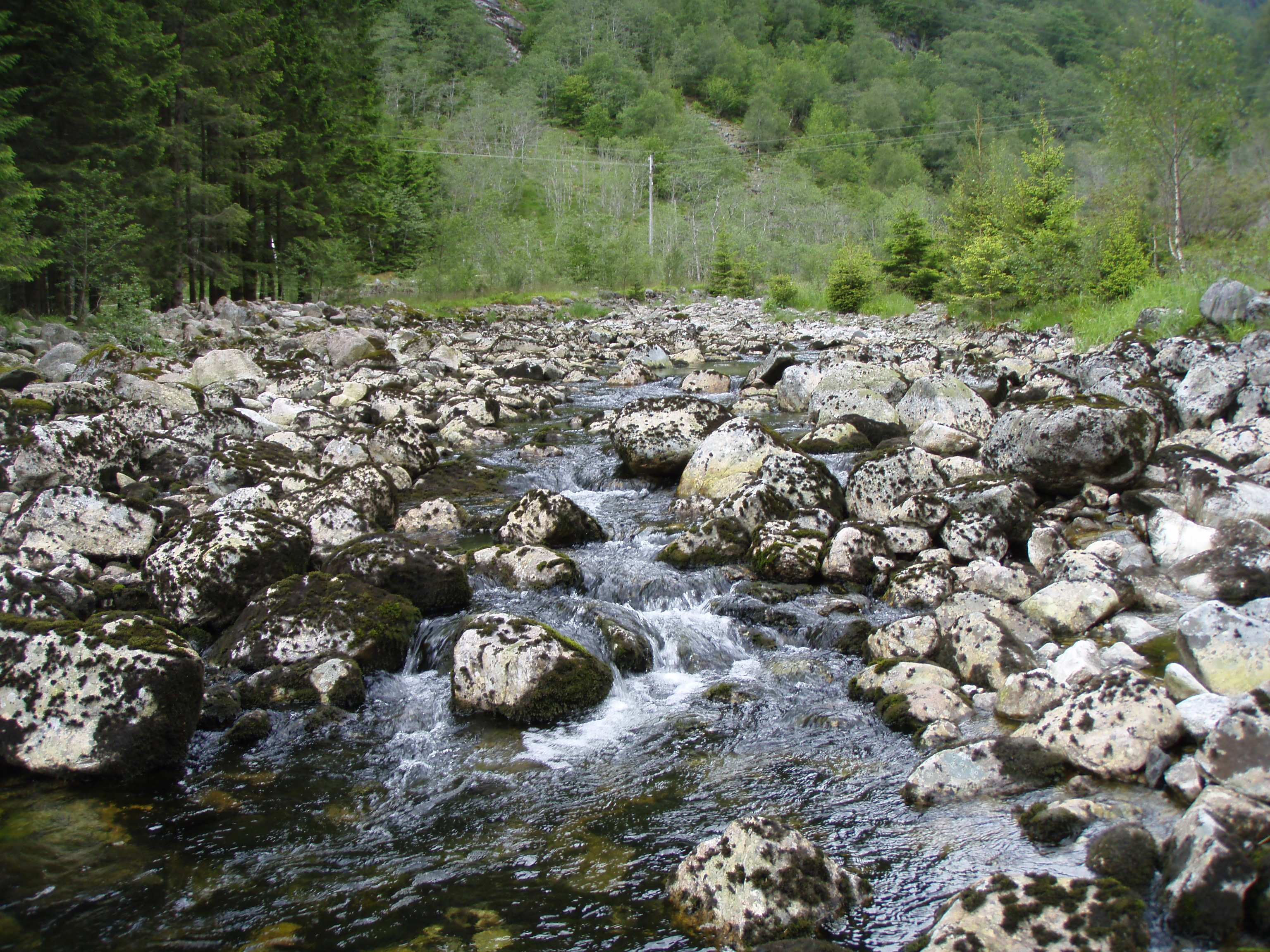 350 meter fra samløp mellom vann fra Hummelfoss kraftstasjon og restfeltet. Det ble funnet død aure ved denne gytefisktellingen ca. 350 meter nedstrøms dette samløpet.