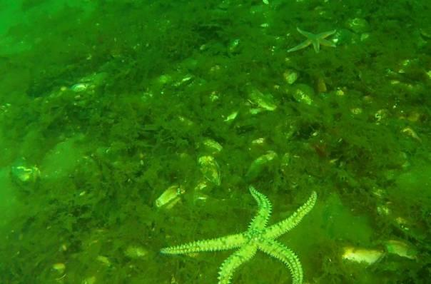 enkelte individer med sukkertare Saccharina latissima. I fjæresonen dominerte blæretang Fucus vesiculosus, grisetang Ascophyllum nodosum og sagtang Fucus serratus. Øst i området, på ca.