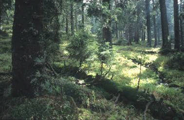 Del 2: Identisk bildepresentasjon ulik tekstforklaring Bildet viser en skog der enkelte gamle trær har dødd av naturlige årsaker, og der nye trær etablerer seg i lysåpningene som dannes.