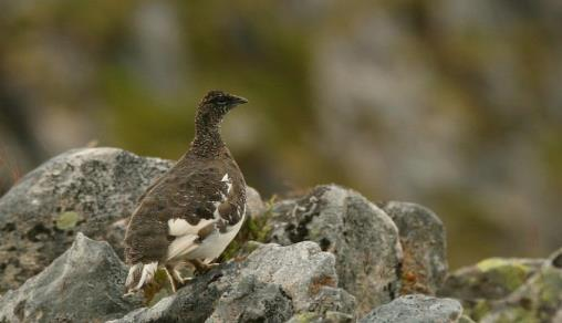 42 19 Bachelorgradsoppgave Forflytninger og forflytningsmønstre hos fjellryper i Nord-Trøndelag