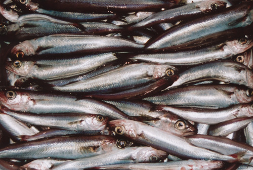 Mangel på fiskeolje vil stanse veksten i norsk oppdrettsnæring Ingen mulighet for økt