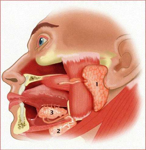 18 Figur 2.1. Anatomisk plassering av de tre store spyttkjertlene. Glandula parotis (1), glandula submandibularis (2) og glandula sublingualis (3) (Aps and Martens, 25). 2.1.3 Små spyttkjertler De små spyttkjertlene utgjør kjertelvev som ligger diffust spredt i munnslimhinnen.